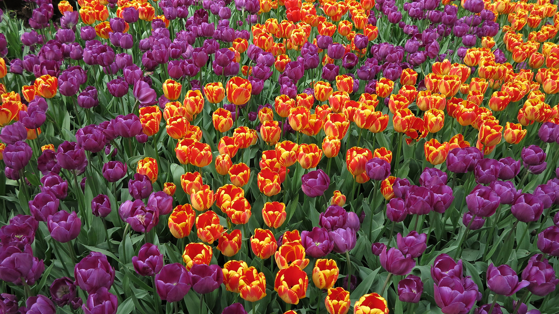 full screen background image